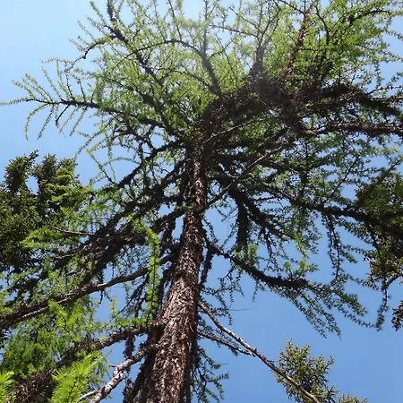 Appartement Ausserraingut